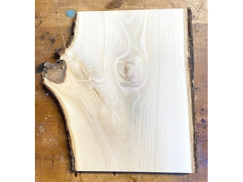 Pezzo unico in leassiccio di Tiglio, con corteccia, per pirografia, 22x29,5 cm