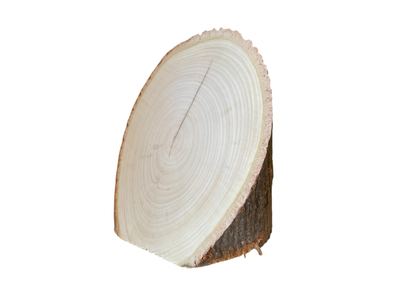 Pezzo unico tronchetto in Tiglio, con corteccia, obliquo, per pirografia, faccia 16x23 cm