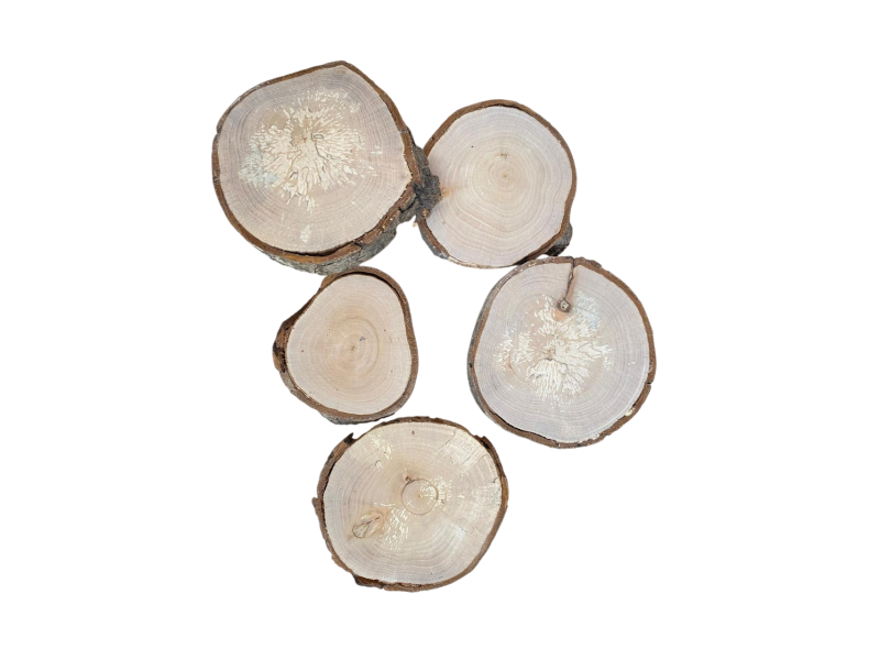 Ensemble de 5 pices diverses RONDES en bois d'Aulne, avec corce, pour pyrogravure