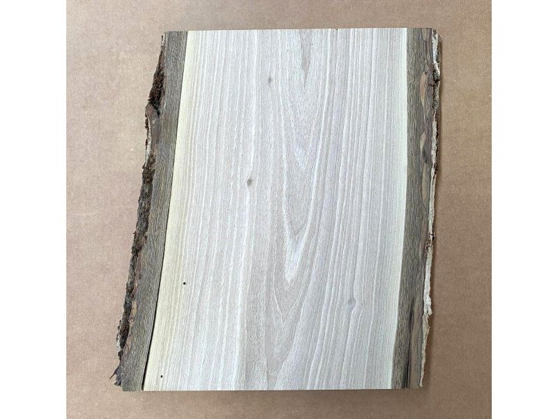 Pezzo unico in legno massiccio di NOCE, larghezza 16 cm, altezza 25 cm, CON FORI TARLO