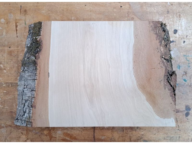 Pezzo unico in legno massiccio di BETULLA, larghezza 26 cm, altezza 20 cm