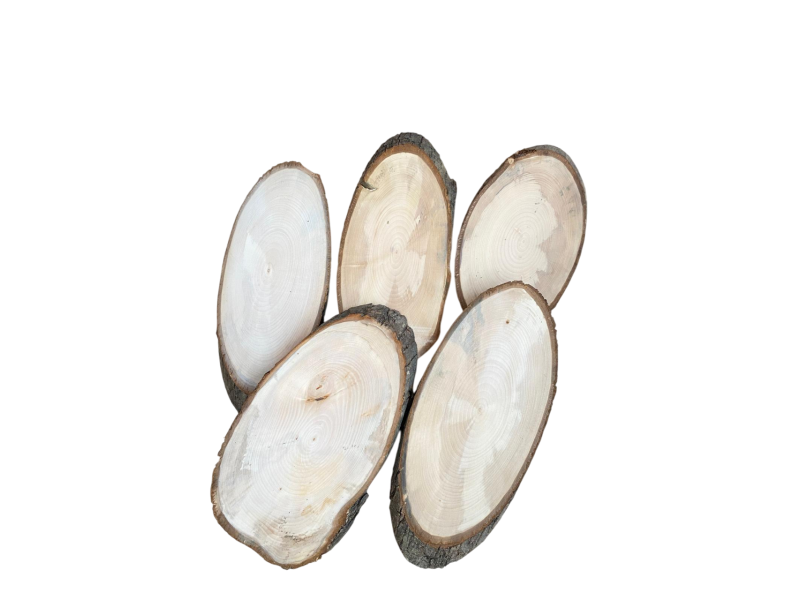 Set di 5 pezzi vari OVALI in legno di Tiglio, con corteccia, per pirografia