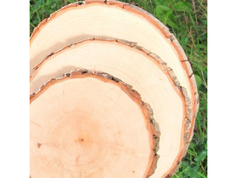 Various ROUND pieces in Alder wood, with bark, for pyrography