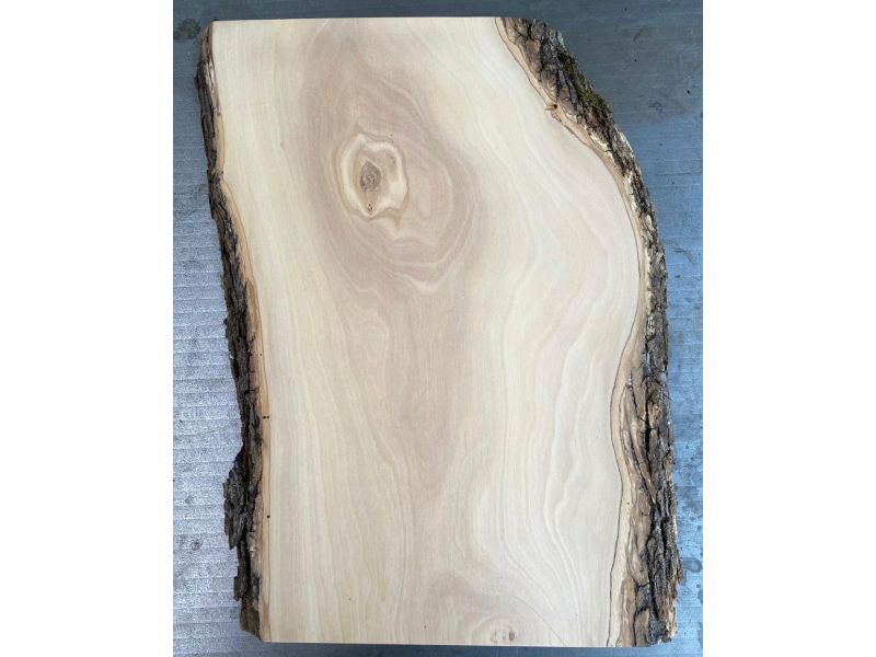 Unique piece in solid olive wood with chamfers and bark 24x40cm