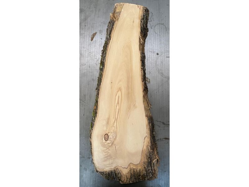 Pezzo unico in legno massiccio di ulivo con smussi e corteccia 15x70 cm