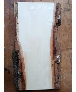 Unique piece in solid BIRCH wood with bark, width 20 cm, height 47 cm